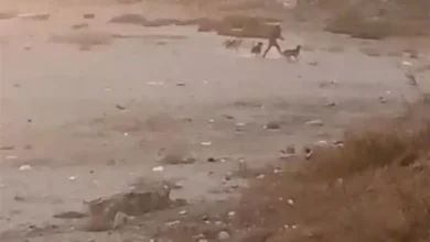 Photo of بالفيديو- كلاب شاردة في الرملة البيضاء تهاجم المواطنين!