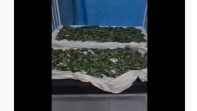 Photo of اغلاق مشفى في درعا السورية بسبب الملوخية.. فيديو