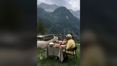 Photo of حصد 4 ملايين مشاهدة.. كويتي يتناول وجبة إفطاره مع حيوانات الألبكة بإيطاليا