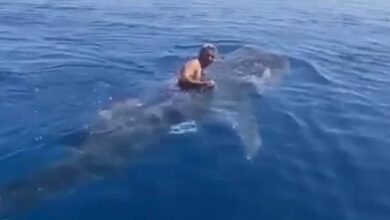 Photo of سعودي يمتطي قرشا حوتيا ويسبح معه بمرونة في البحر الأحمر