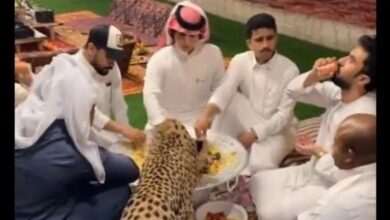 Photo of أمر غير متوقع.. نمر يشارك شباناً وجبة “الكبسة”! (فيديو)